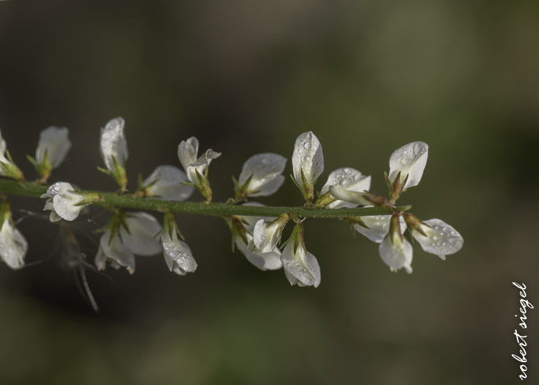emily renzel wetlands 2026